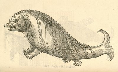 Ilustración de Aper Marinus Cetaceus de Historia de Monstruos de Aldrovandi, 1642 de Italian School