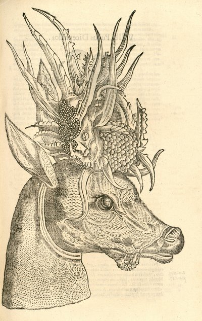 Ilustración de Capreolus Polyceros de Historia de Monstruos de Aldrovandi, 1642 de Italian School