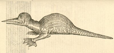 Ilustración de Draco marinus monophthalmos bipes de Historia de Monstruos de Aldrovandi, 1642 de Italian School