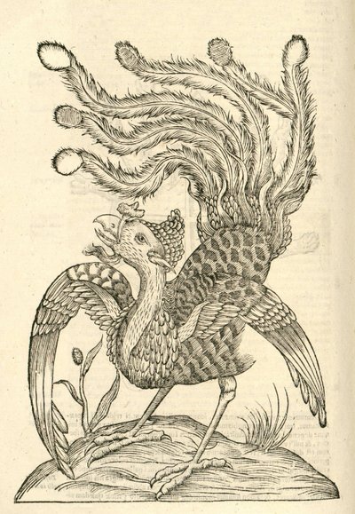 Ilustración de Gallus Indicus auritus tridactylus de Historia de Monstruos de Aldrovandi, 1642 de Italian School