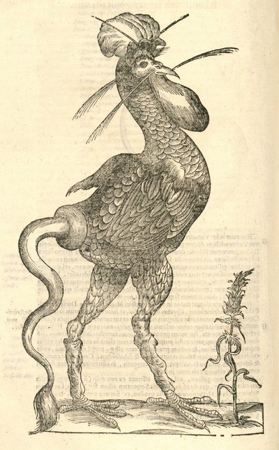 Ilustración de Gallus monstrosus de Historia de Monstruos de Aldrovandi, 1642 de Italian School