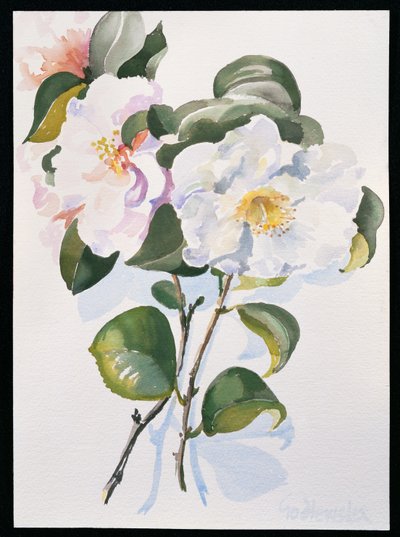 Camelia de Izabella Godlewska de Aranda