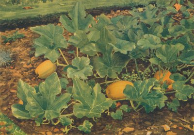 Calabacines, 1947 de JE Sowerby