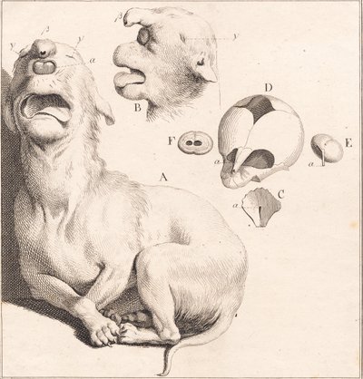 Un cachorro deforme de J.F. Clemens
