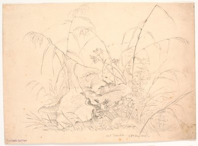 Estudio de plantas. Juncos y acederas de J.P. Møller