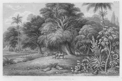 Plantas Ornamentales etc de J. (after) Stewart