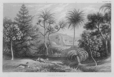 Palmas, Pinos etc de J. (after) Stewart
