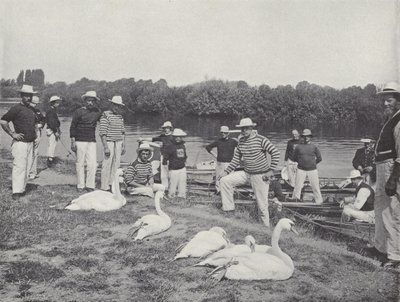 Captura de cisnes en el Támesis, examinando los pájaros viejos de J. Benjamin Stone