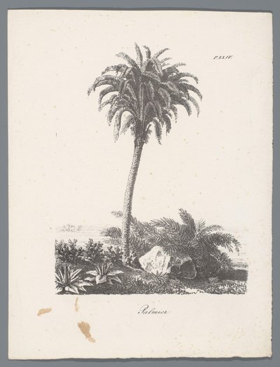 palmera Palmier (título sobre objeto) Estudios de árboles (título de la serie) Etudes d