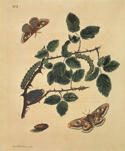 Mariposas, orugas y plantas: Lámina 1, por J.Dutfield de J. Dutfield