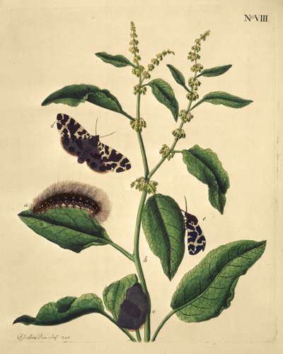Mariposas, orugas y plantas: Lámina VIII de J. Dutfield de J. Dutfield