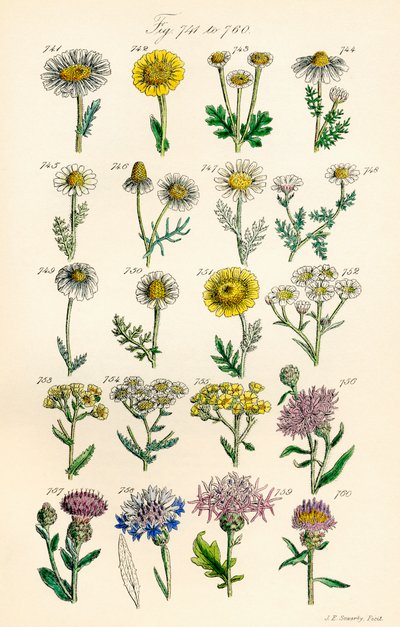 Página de ilustraciones en color de British Wild Flowers según una obra de J. E. Sowerby y C. P. Johnson de J. E. and Johnson C. P.  Sowerby