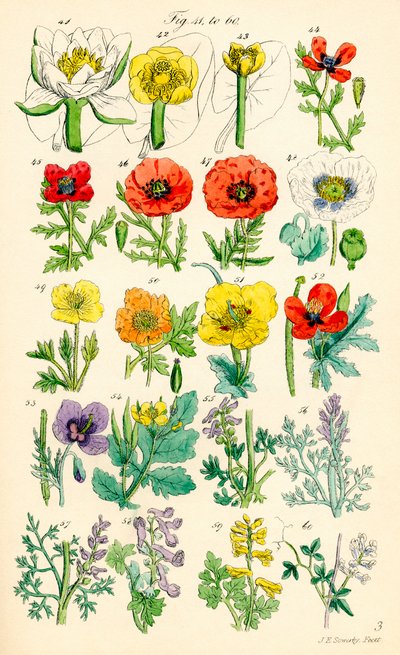 Página de ilustraciones en color de British Wild Flowers según una obra de J. E. Sowerby y C. P. Johnson de J. E. and Johnson C. P.  Sowerby