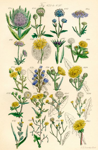 Página de ilustraciones en color de British Wild Flowers según una obra de J. E. Sowerby y C. P. Johnson de J. E. and Johnson C. P.  Sowerby