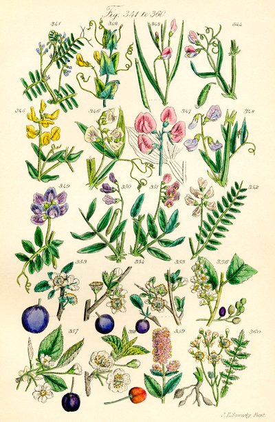 Página de ilustraciones en color de British Wild Flowers según una obra de J. E. Sowerby y C. P. Johnson de J. E. and Johnson C. P.  Sowerby