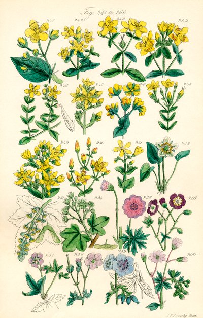 Página de ilustraciones en color de British Wild Flowers según una obra de J. E. Sowerby y C. P. Johnson de J. E. and Johnson C. P.  Sowerby