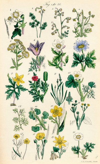 Página de ilustraciones en color de British Wild Flowers según una obra de J. E. Sowerby y C. P. Johnson de J. E. and Johnson C. P.  Sowerby