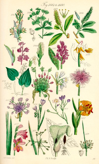 Página de ilustraciones en color de British Wild Flowers según una obra de J. E. Sowerby y C. P. Johnson de J. E. and Johnson C. P.  Sowerby