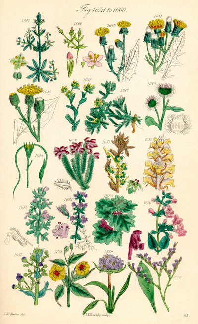 Página de ilustraciones en color de British Wild Flowers según una obra de J. E. Sowerby y C. P. Johnson de J. E. and Johnson C. P.  Sowerby