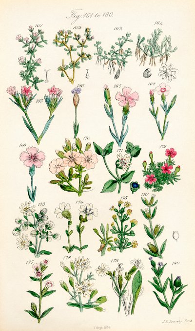 Página de ilustraciones en color de British Wild Flowers según una obra de J. E. Sowerby y C. P. Johnson de J. E. and Johnson C. P.  Sowerby