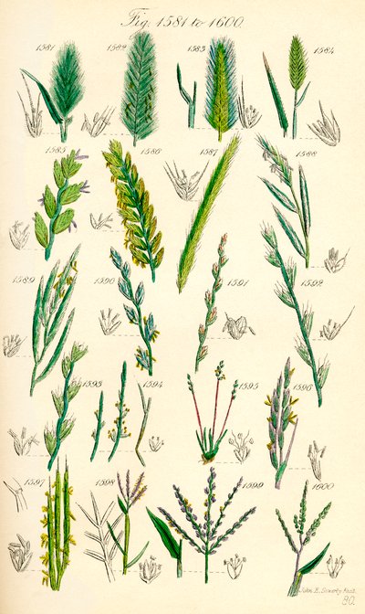 Página de ilustraciones en color de British Wild Flowers según una obra de J. E. Sowerby y C. P. Johnson de J. E. and Johnson C. P.  Sowerby