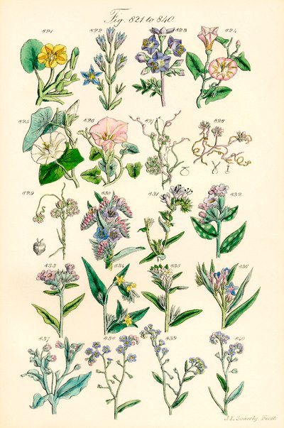 Página de ilustraciones en color de British Wild Flowers según una obra de J. E. Sowerby y C. P. Johnson de J. E. and Johnson C. P.  Sowerby