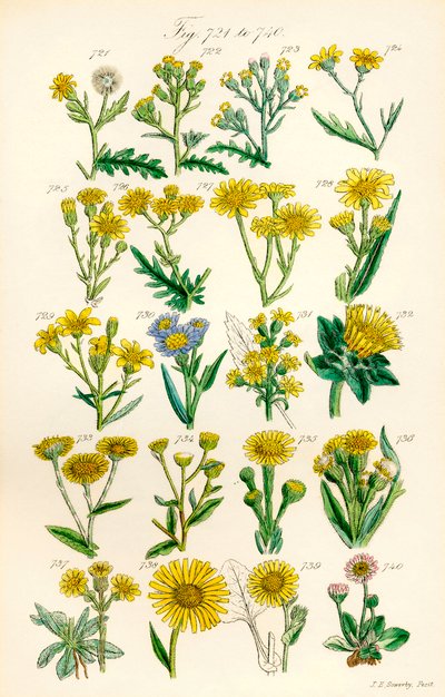 Página de ilustraciones en color de British Wild Flowers según una obra de J. E. Sowerby y C. P. Johnson de J. E. and Johnson C. P.  Sowerby