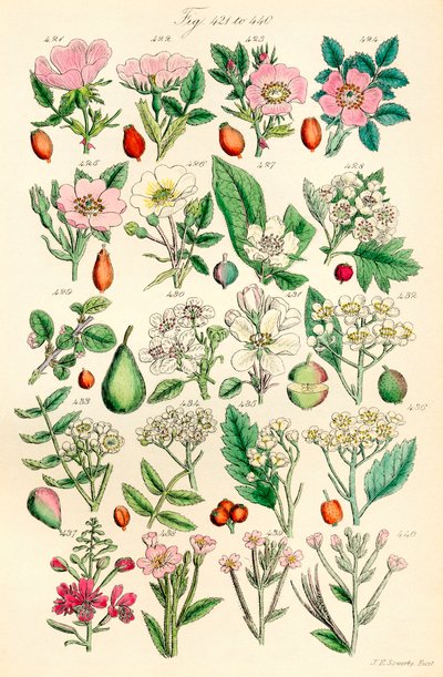 Página de ilustraciones en color de British Wild Flowers según una obra de J. E. Sowerby y C. P. Johnson de J. E. and Johnson C. P.  Sowerby