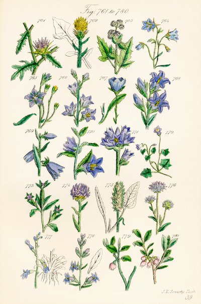 Página de ilustraciones en color de British Wild Flowers según una obra de J. E. Sowerby y C. P. Johnson de J. E. and Johnson C. P.  Sowerby