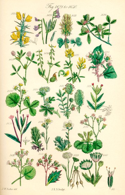Página de ilustraciones en color de British Wild Flowers según una obra de J. E. Sowerby y C. P. Johnson de J. E. and Johnson C. P.  Sowerby