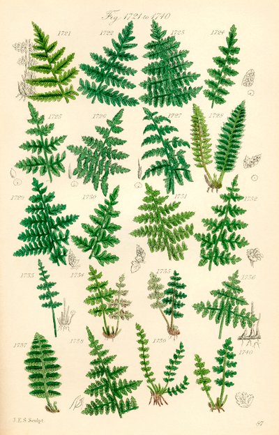 Página de ilustraciones en color de British Wild Flowers según una obra de J. E. Sowerby y C. P. Johnson de J. E. and Johnson C. P.  Sowerby