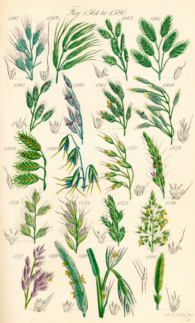 Página de ilustraciones en color de British Wild Flowers según una obra de J. E. Sowerby y C. P. Johnson de J. E. and Johnson C. P.  Sowerby