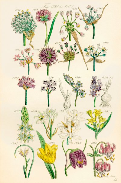 Página de ilustraciones en color de British Wild Flowers según una obra de J. E. Sowerby y C. P. Johnson de J. E. and Johnson C. P.  Sowerby