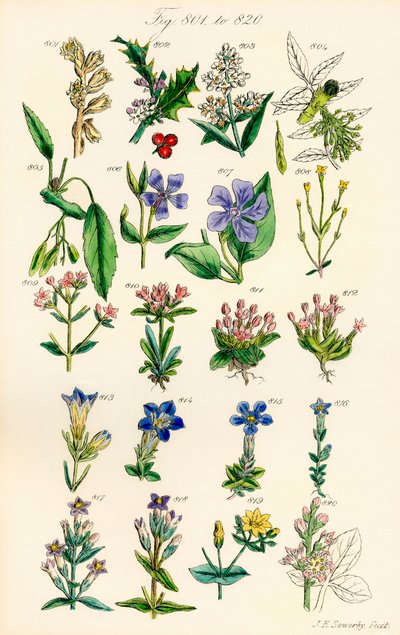 Página de ilustraciones en color de British Wild Flowers según una obra de J. E. Sowerby y C. P. Johnson de J. E. and Johnson C. P.  Sowerby