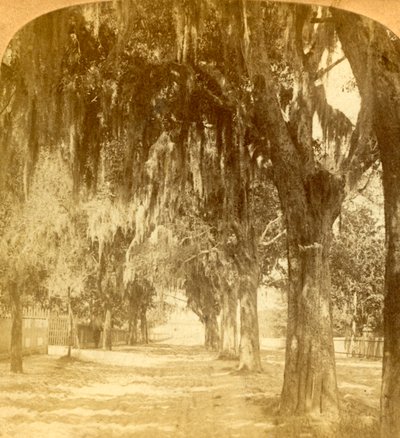 Entrada a San Agustín, Florida, EE.UU., 1901 de J. F. Jarvis