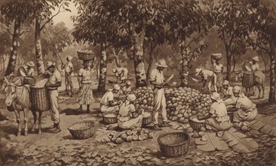 Rompiendo las vainas de cacao en Trinidad (litho) de J. Macfarlane
