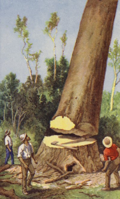 Tala de un pino kauri (litografía en color) de J. Macfarlane