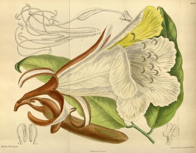 Baikiaea insignis, Fabaceae, Caesalpinioideae de J. N. Fitch