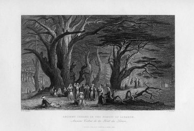 Cedros antiguos en el bosque del Líbano de J. Redaway