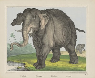 Elefante. / Elefante. / Elefante. / Olifant (título sobre objeto) de J. Scotti