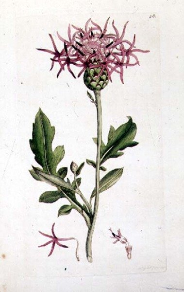 Gran Knapweed, de un volumen de "Botánica Inglesa" pub. 1790-1814 de J. and Smith J.E. Sowerby