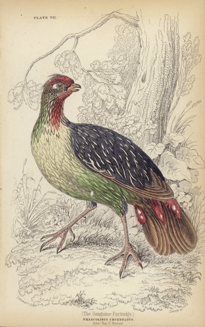 La perdiz sanguina de J. Stewart