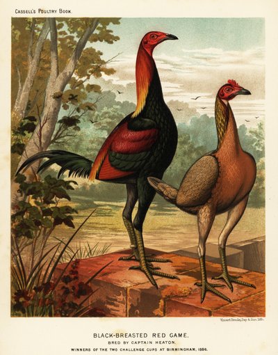 Aves de caza rojas de pecho negro de J. W. (after) Ludlow