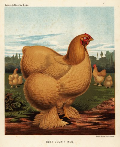 Gallina cochinera de color grisáceo de J. W. (after) Ludlow