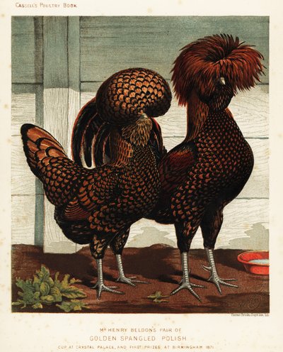 Gallo y gallina polacos de lentejuelas doradas de J. W. (after) Ludlow