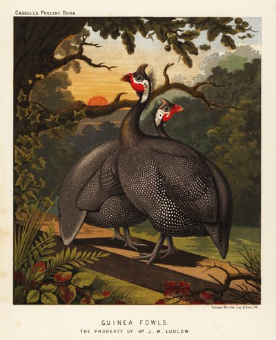 Gallinas de Guinea de J. W. (after) Ludlow