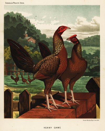 Aves de caza Henny o Hennie de J. W. (after) Ludlow