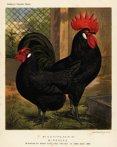 Pollos de Menorca, gallo y gallina, Gallus gallus domesticus de J. W. (after) Ludlow