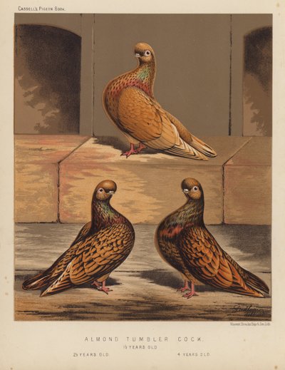 Palomas: Gallo de Almendra de J. W. (after) Ludlow