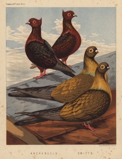Palomas: Arcángeles; Vencejos (litografía en color) de J. W. (after) Ludlow